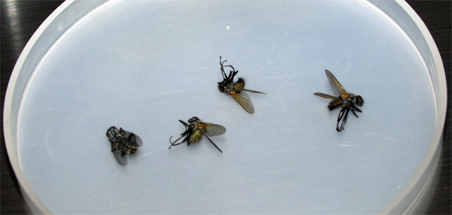 View them in their full ugliness