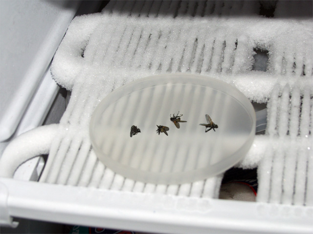 Cryogenic hibernation