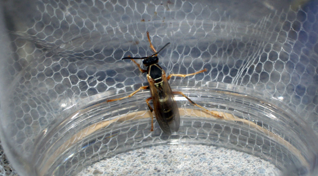 Johnny B. Goodfellow