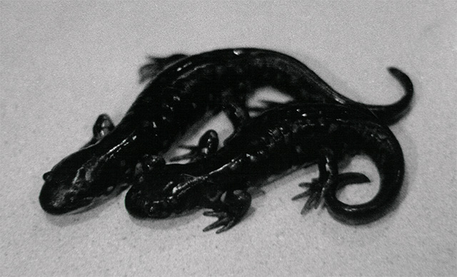 Salamanders